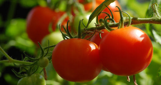 Bohun Dwarf Ground Tomato Seeds - Vesta Market