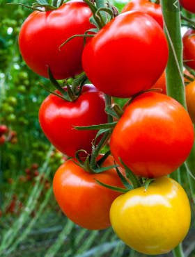 Bohun Dwarf Ground Tomato Seeds - Vesta Market