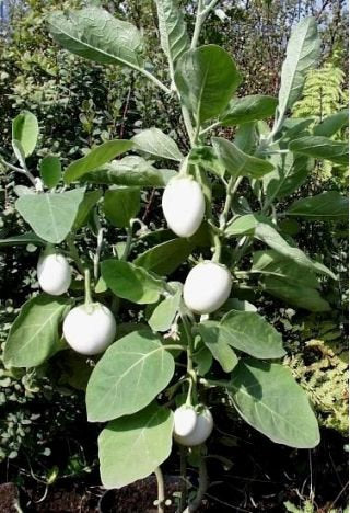 Eggplant Golden Eggs plant seeds - Vesta Market