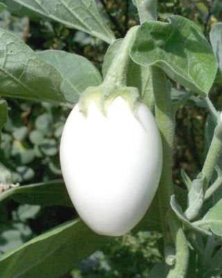 Eggplant Golden Eggs plant seeds Vesta Market