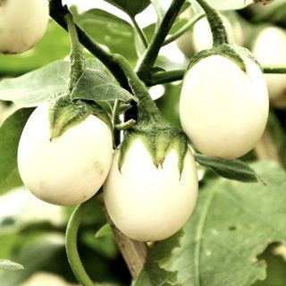 Eggplant Golden Eggs plant seeds Vesta Market