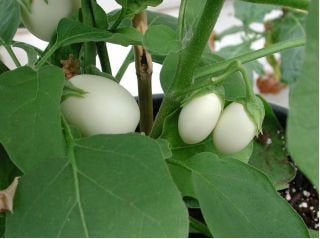 Eggplant Golden Eggs plant seeds Vesta Market