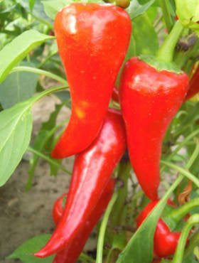 CYCLON Hot Pepper 0.5 grams - Vesta Market