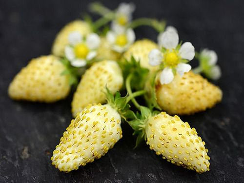 Yellow Wonder Wild Strawberry - yellow Vesta Market