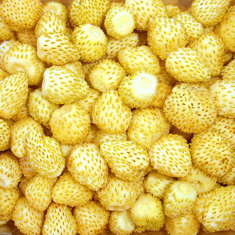 Yellow Wonder Wild Strawberry - yellow Vesta Market