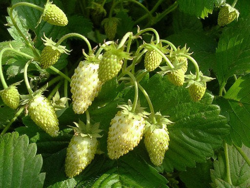 Yellow Wonder Wild Strawberry - yellow Vesta Market