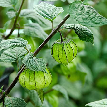 Brazilian Raisin Seeds non-GMO 100 seeds - Vesta Market