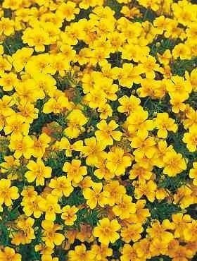 Tagetes Tenuifolia Yellow 1000 seeds Vesta Market