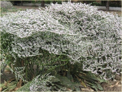 Tartar Discomfiture 100 seeds Vesta Market