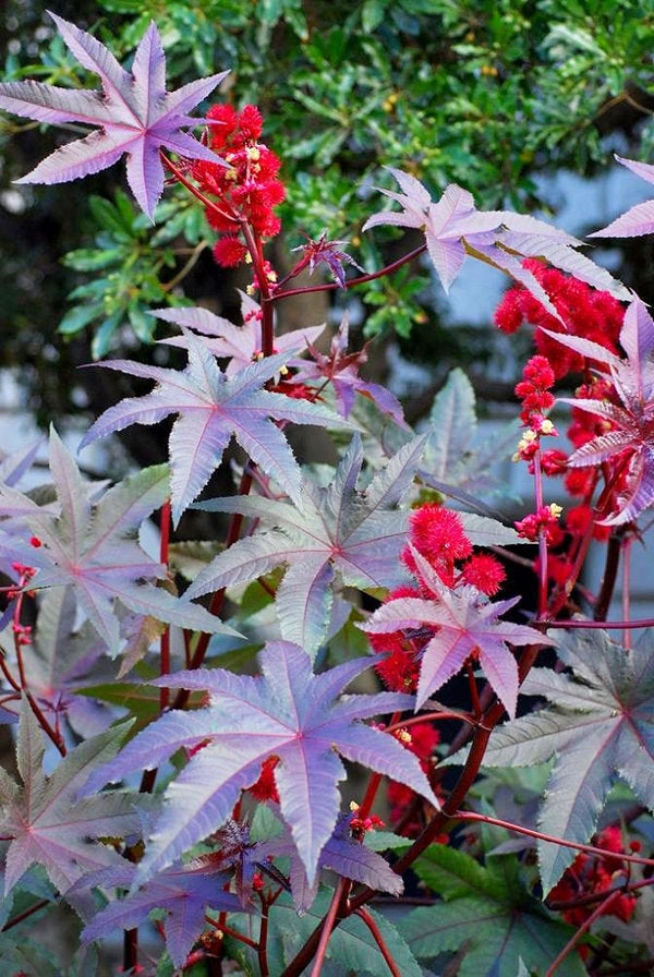 Castor Oil Plant seeds - Vesta Market