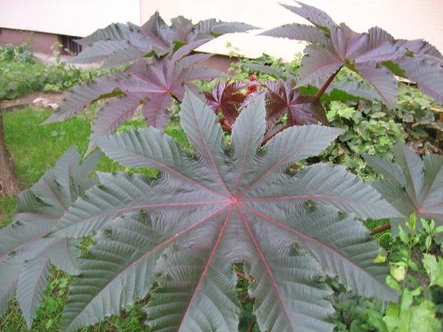 Castor Oil Plant seeds - Vesta Market