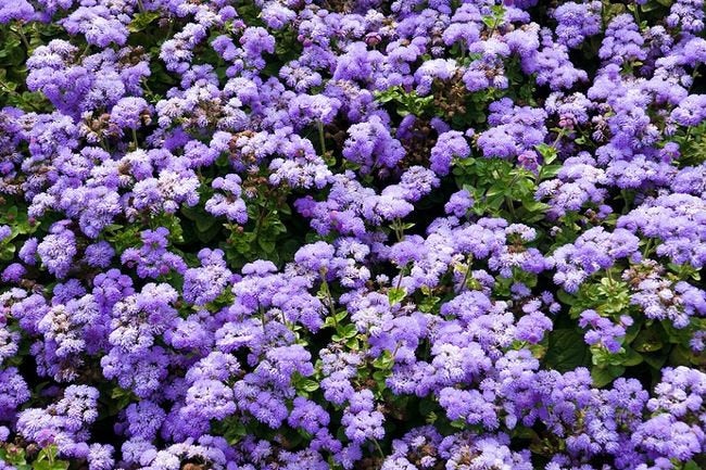 Flossflower Blue and White 800 seeds - Vesta Market