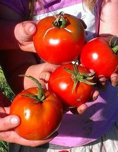 Tomato Tolek Large fruits seeds Vesta Market