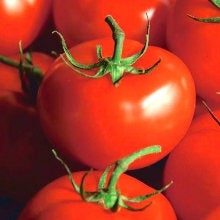 Tomato Tolek Large fruits seeds Vesta Market
