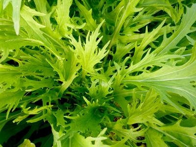Mizuna Japanese Mustard seeds - Vesta Market