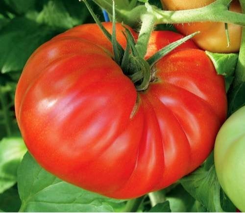 Giant Tomato Ikarus 50 seeds - Vesta Market