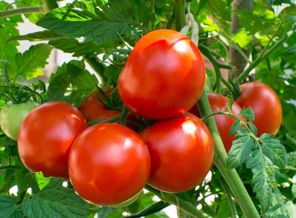 Tomato Remiz F1 10 Seeds Vesta Market