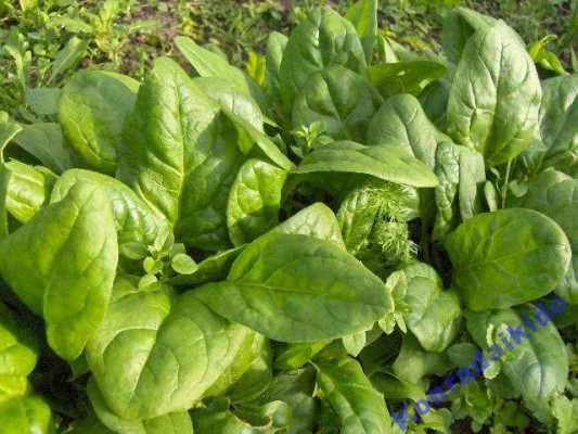 Spinach Spinacia Oleracea Seeds Vesta Market