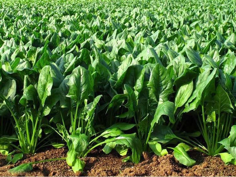 Spinach Spinacia Oleracea Seeds Vesta Market