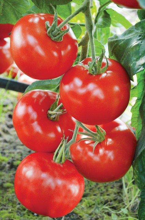 Perfect Baron F1 Tomato Seeds NON GMO - Vesta Market
