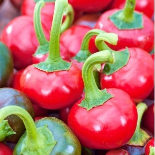 Coral pepper Seeds 0.2 Grams Vesta Market