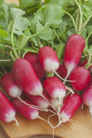 Organic Radish French Breakfast seeds 5 grams - Vesta Market