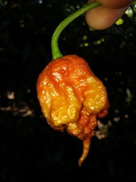 WARNING Carolina Reaper CHOCOLATE Vesta Market