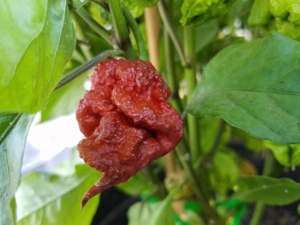 WARNING Carolina Reaper CHOCOLATE Vesta Market