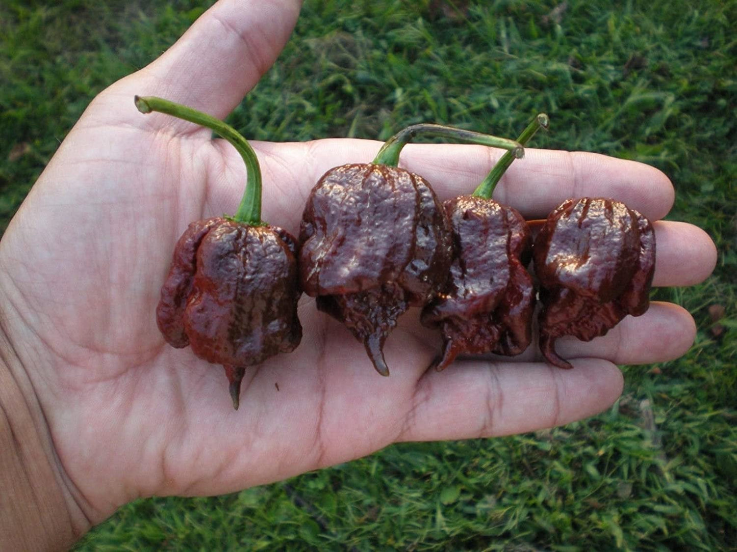 WARNING Carolina Reaper CHOCOLATE Vesta Market