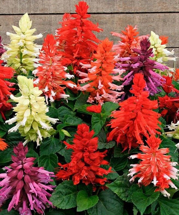 Shiny Sage Flowers- Mix of Red, Pink, White and Violet Colors. Vesta Market