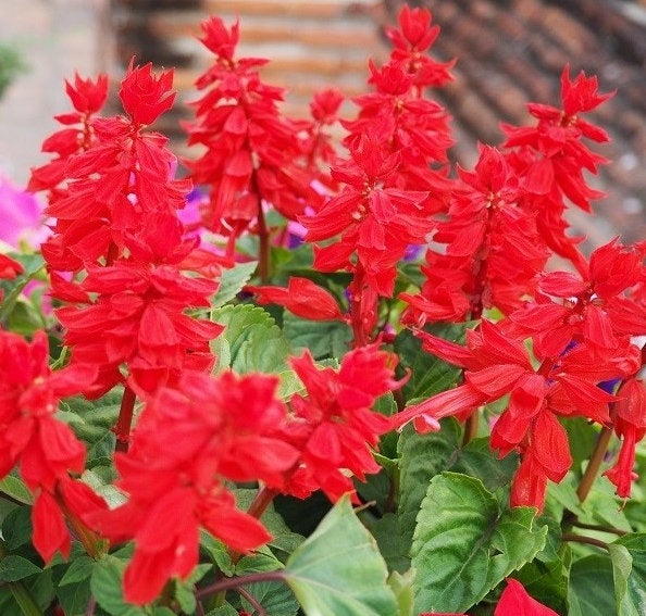 Shiny Sage - Red Vesta Market