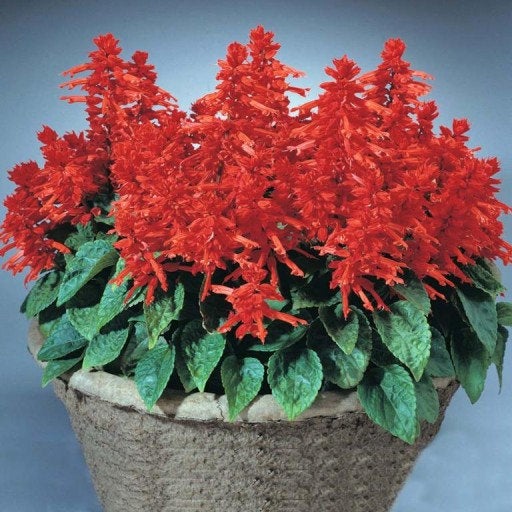 Shiny Sage - Red Vesta Market
