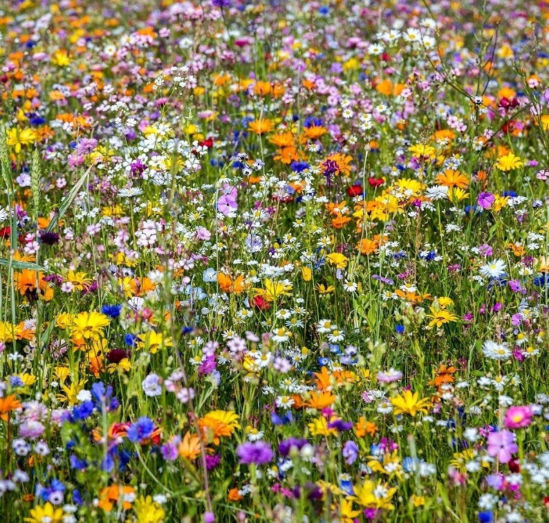 A mixture of flowers that attract butterflies - Vesta Market