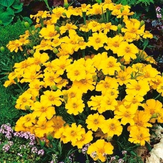 Tagetes Sunny - spread, lemon yellow seeds Vesta Market
