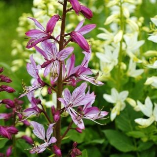 Dyptam, Shrub of Moses seeds - Vesta Market