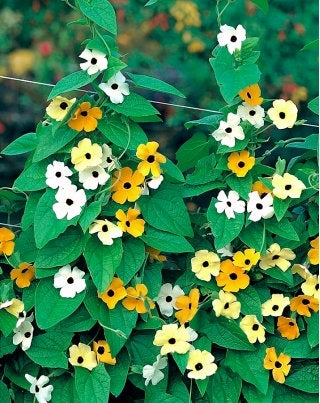 Tunbergia - a mix of colors 25 seeds Vesta Market
