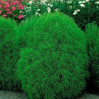 Pretty Mietelnik Bassia Scoparia Seeds - Vesta Market