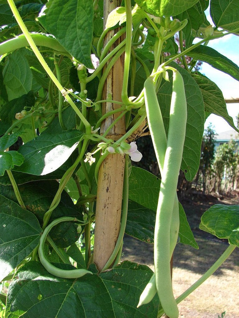 30 grams 1oz. ORGANIC European Beans Dwarf Phaseolus vulgaris Slenderette BIO - Vesta Market