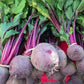 ORGANIC non-GMO beetroot Detroit 2 (Beta vulgaris) 200 seeds - Vesta Market