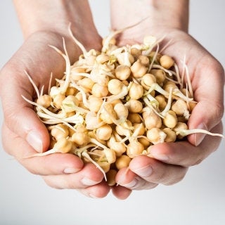 30 g organic seeds for sprouts - Chickpeas - Vesta Market