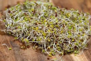 10 grams Organic Broccoli Raab seeds for sprouts - Vesta Market