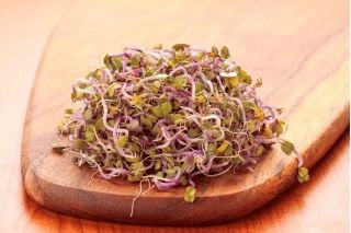 ORGANIC BIO 20 grams 0.7 oz. Rose radish sprouts - Vesta Market
