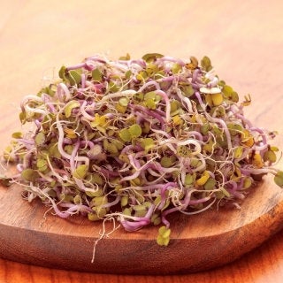 ORGANIC BIO 20 grams 0.7 oz. Rose radish sprouts - Vesta Market