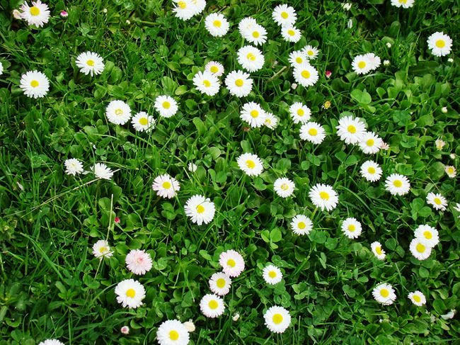 Meadow Daisy 100 seeds - Vesta Market
