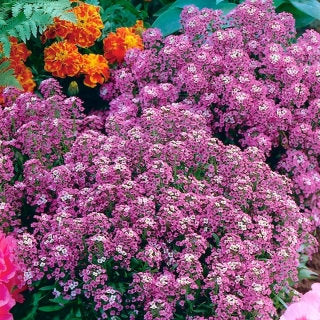 Sweet Alyssum Lobularia maritima 200 seeds Vesta Market