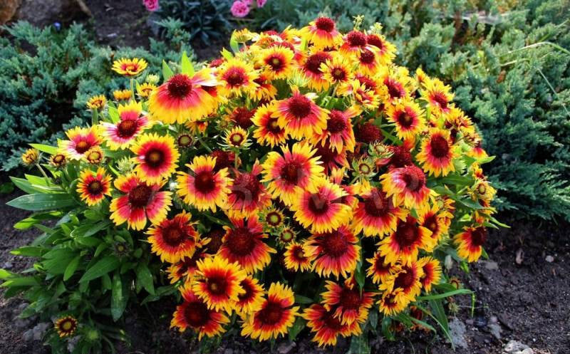 Gaillardia Aristata 100 seeds Vesta Market