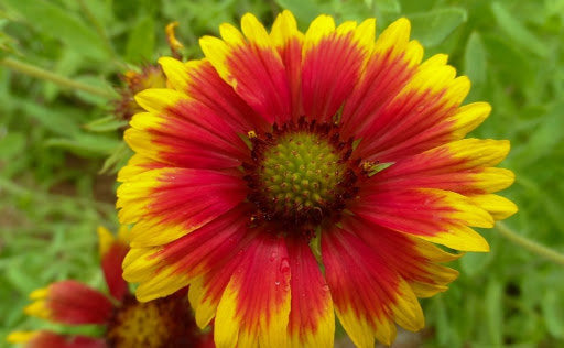 Gaillardia Aristata 100 seeds - Vesta Market