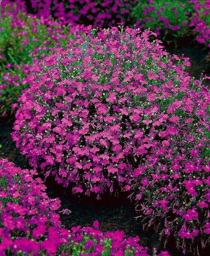 Lobelia Cape Carmine 100 Seeds - Vesta Market