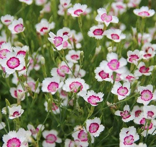 Dotted Carnation Seeds Red/White 100 Seeds - Vesta Market