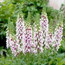 Foxglove Flower Mixed Colors 200 seeds - Vesta Market
